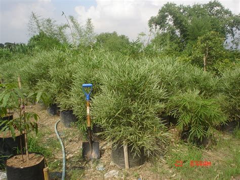 palms and bamboo bataan prices|Cainta Plant Nursery .